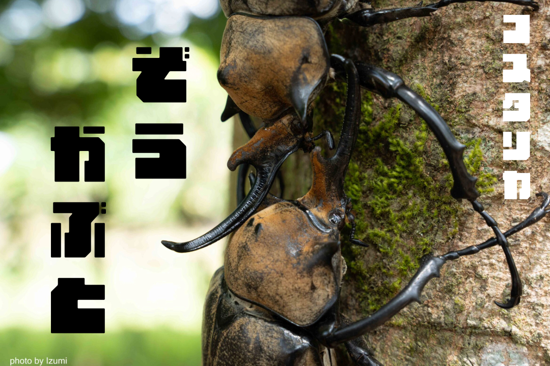 コスタリカのエレファスゾウカブト | IN NATURA
